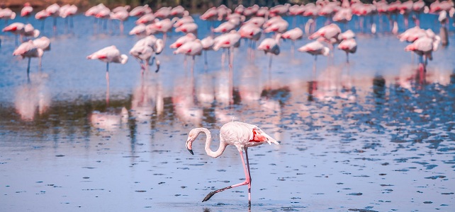 Flamants roses de Camargue