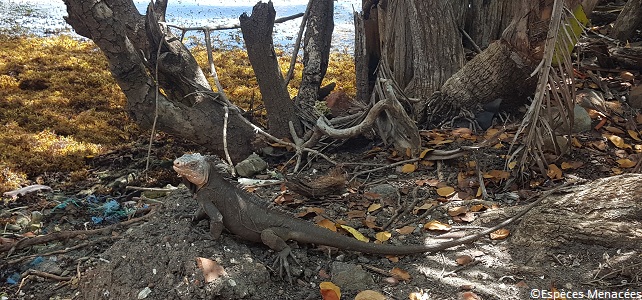 Iguane des Petites Antilles en Martinique