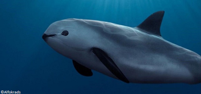 Marsouin vaquita