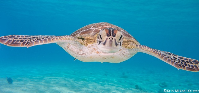 La Martinique, nouvelle réserve de biosphère