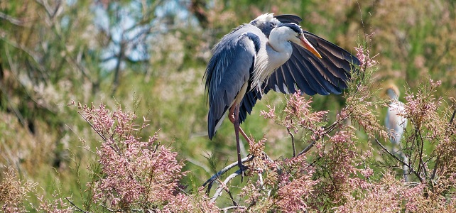 Héron en Camargue