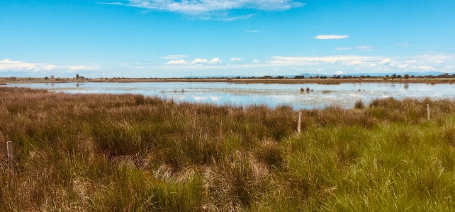 Paysage de Camargue