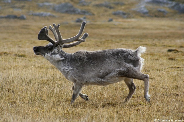 Renne de Svalbard, aussi appelé renne du Spitzberg