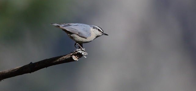 Sitelle corse (Sitta whiteheadi)