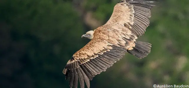 Des vautours empoisonnés en Israël