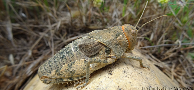 Prionotropis rhodanica