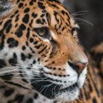 Le jaguar aux Etats-Unis : projet fou ou juste retour des choses ?