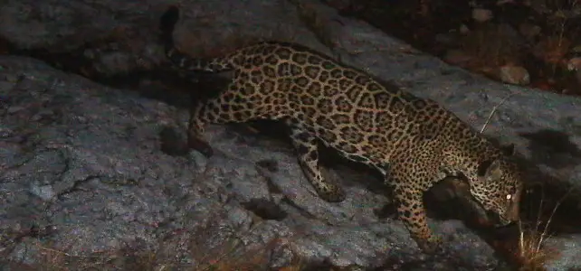 camera trap jaguar
