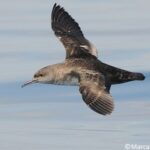 Le puffin des Baléares