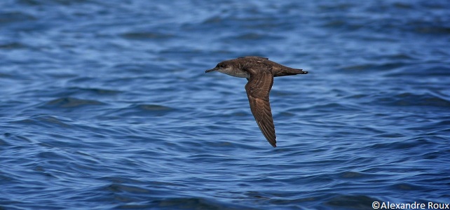 Puffinus mlauretanicus, oiseau marin menacé