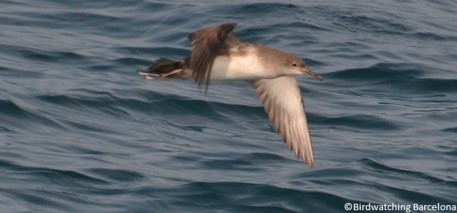 Puffin des Baléares (Puffinus mauretanicus)