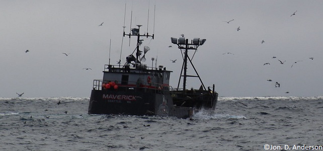 Prises accidentelles d'oiseaux marins