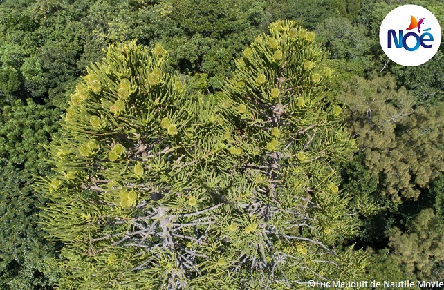 Sapin de Noël Araucaria luxurians