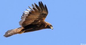 Aigle royal, rapace observé dans la réserve de biosphère du Mont Ventoux
