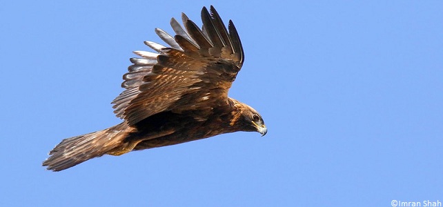 Aigle royal, rapace observé dans la réserve de biosphère du Mont Ventoux