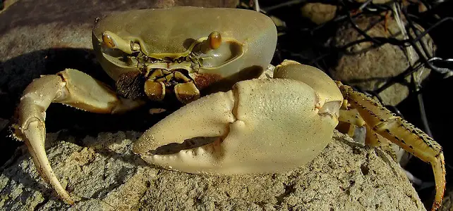 Crabe blanc Guadeloupe