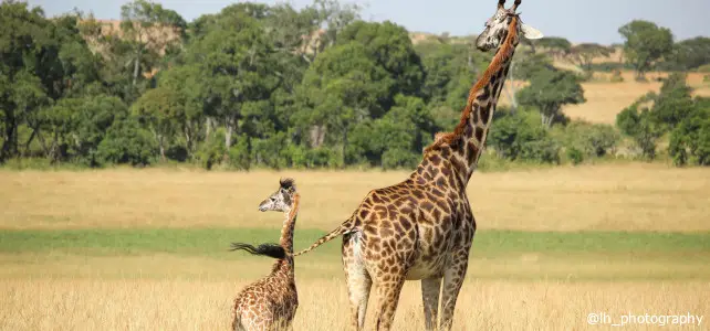 girafe adulte et girafon