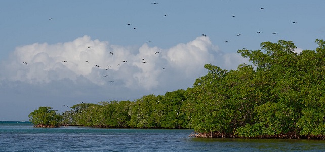 Mangrove Guadeloupe