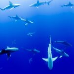 One Ocean Summit : les enjeux écologiques avant les enjeux économiques ?