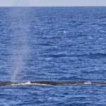 Alerte en Méditerranée pour les rorquals communs