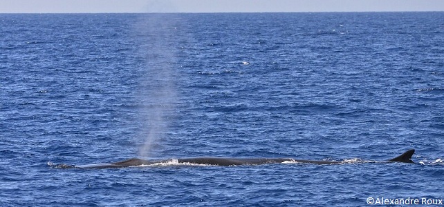 Le rorqual commun, espèce en danger en mer Méditerranée