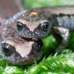 Le champignon tueur d’amphibiens se propage chez les salamandres de Californie