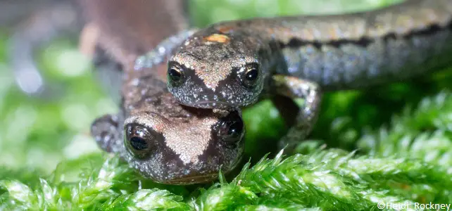 Salamandres de Californie menacées