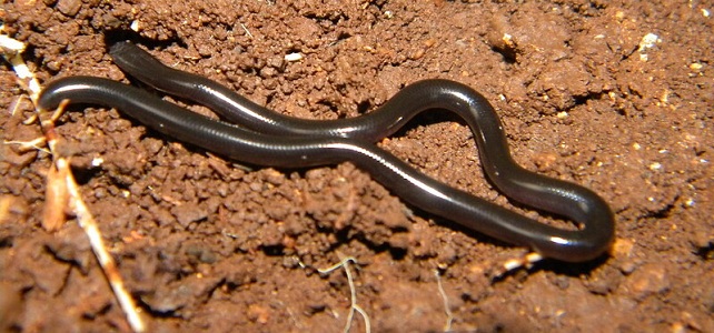 Thyphlops Ramphotyphlops braminus.