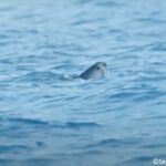 Le salut du vaquita entre les mains des anti-trafiquants