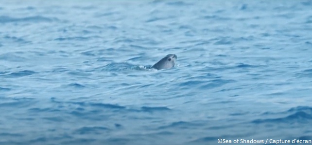 Cartels mexicains et trafiquants chinois contre le vaquita, plus petit cétacé de la planète