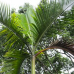 Un palmier d’Ile Maurice, plante la plus seule du monde