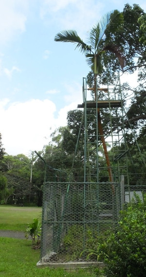 palmier jardin de curepipe