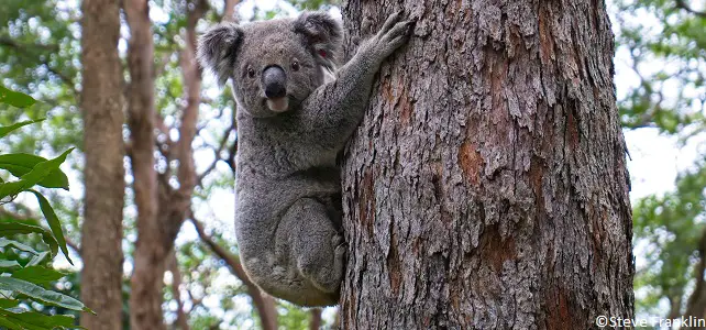 L'Australie classe les populations de koalas de l'Est du pays en danger