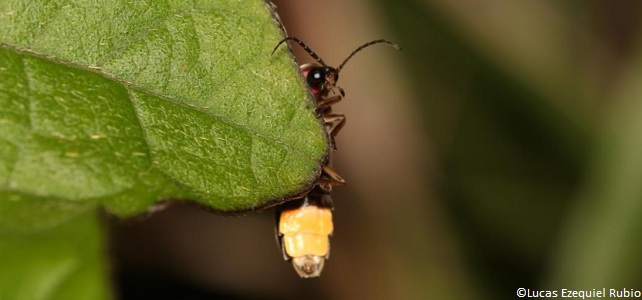 Photinus signaticollis, ou lampyre à corselet marqué