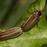 Une espèce de luciole sud-américaine se propage dans les Pyrénées