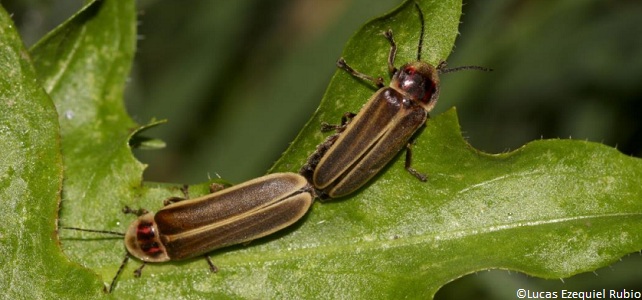 Une espèce de luciole sud-américaine envahit les Pyrénées