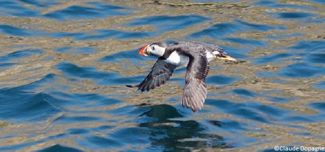 Oiseaux marins et éolien