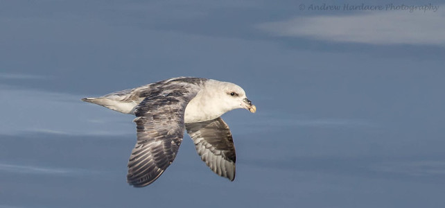 fulmar boréal