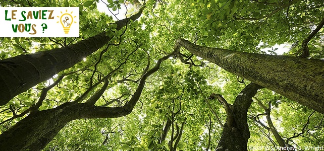 Pisonia grandis, l'arbre tueur d'oiseaux