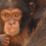Une femelle chimpanzé rescapée de braconnage donne naissance en milieu sauvage