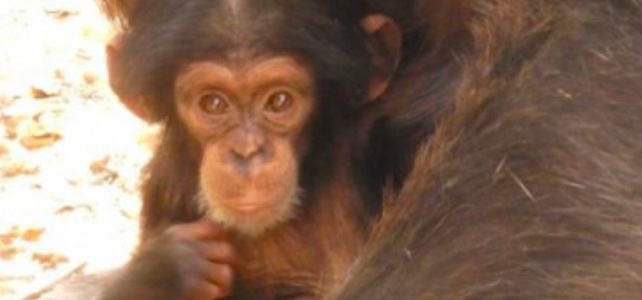 Naissance d'un chimpanzé en Guinée