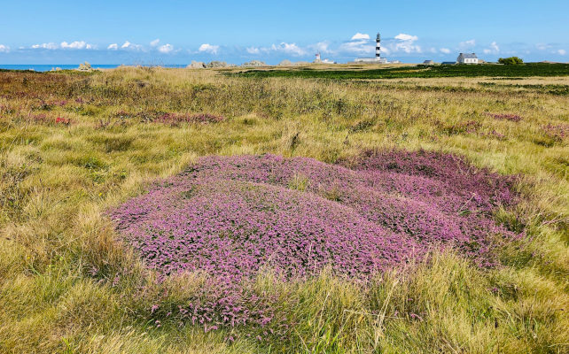 la lande de Ouessant