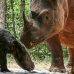 Exceptionnelle naissance d’un rhinocéros de Sumatra