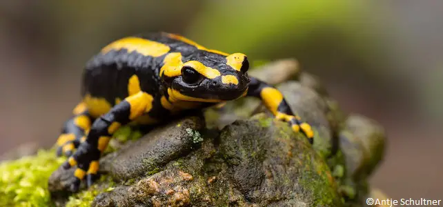 Attention aux salamandres au printemps et à l'automne