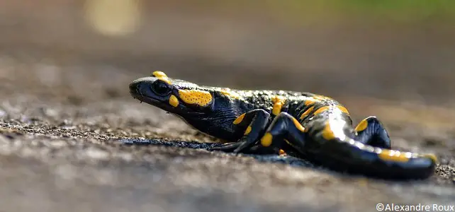 Salamandre sur une route