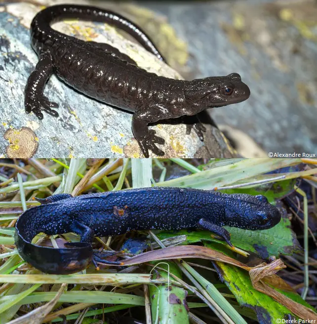 Salamandre et triton