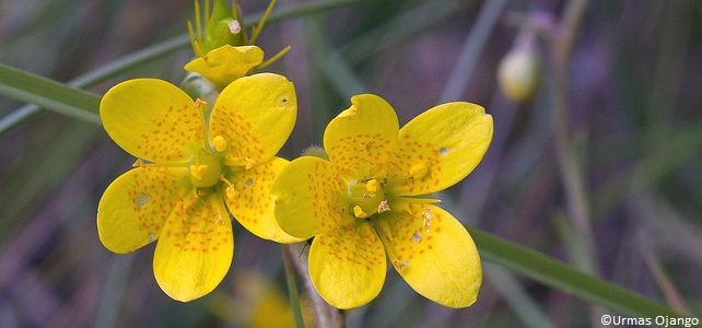 saxifrage œil de bouc (Saxifraga hirculus)