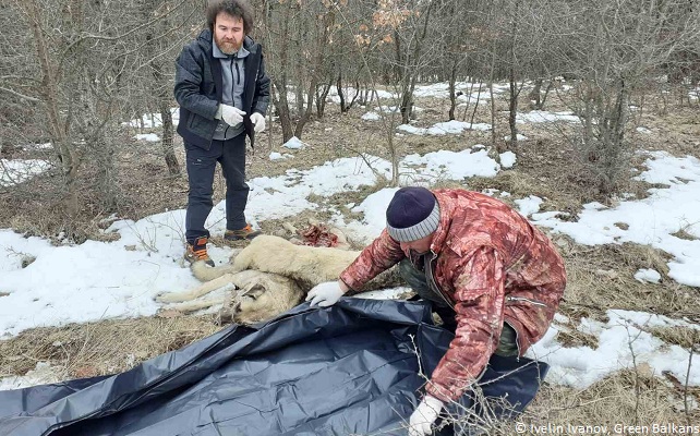 Carcasses empoisonnées