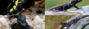Les différentes espèces de salamandres présentes en France