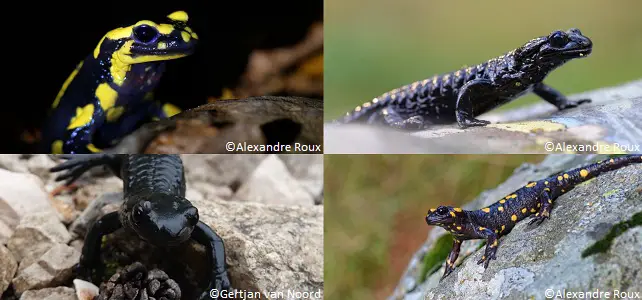 Les différentes espèces de salamandres présentes en France
